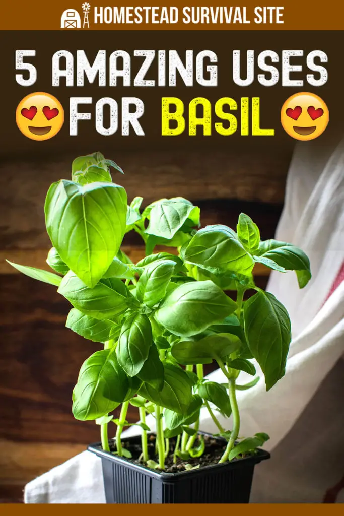 5 Amazing Uses for Basil