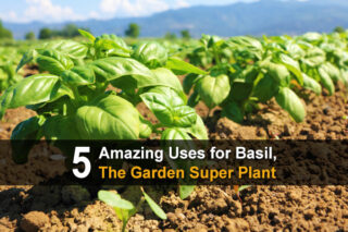 5 Amazing Uses for Basil, The Garden Super Plant