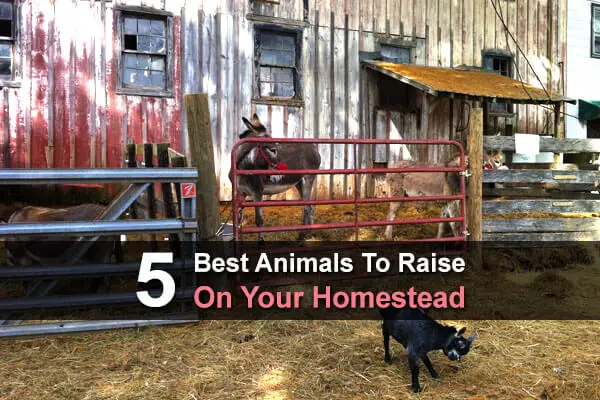 5 Best Animals To Raise On Your Homestead