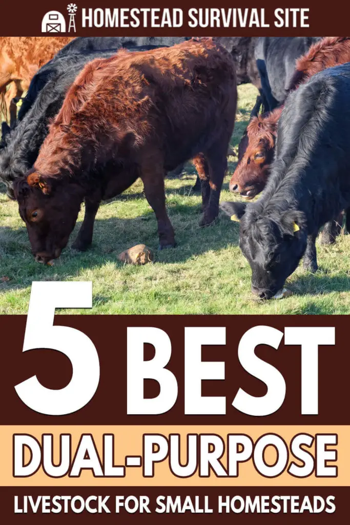 5 Best Dual-Purpose Livestock For Small Homesteads