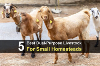 5 Best Dual-Purpose Livestock For Small Homesteads