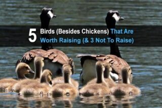 5 Birds (Besides Chickens) That Are Worth Raising (& 3 Not To Raise)