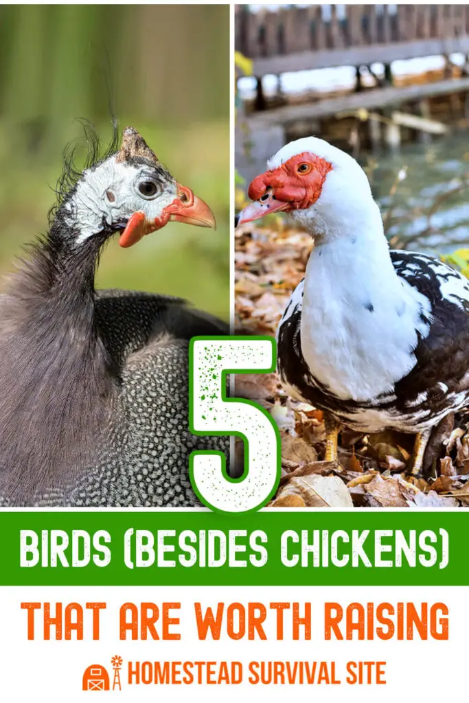 5 Birds (Besides Chickens) That Are Worth Raising