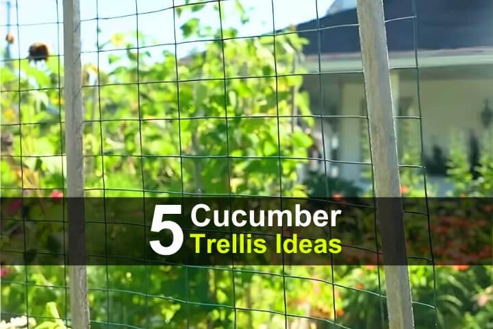 5 DIY Cucumber Trellis Ideas