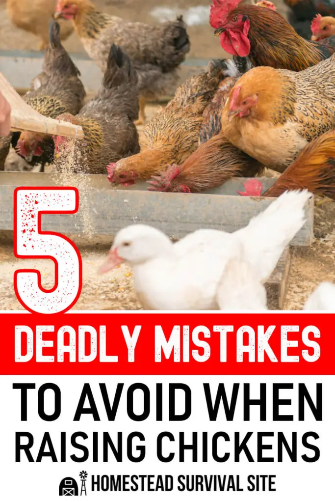 5 Deadly Mistakes To Avoid When Raising Chickens
