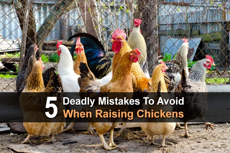 5 Deadly Mistakes To Avoid When Raising Chickens