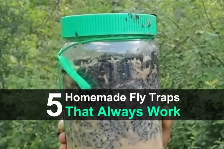 5 Homemade Fly Traps That Always Work
