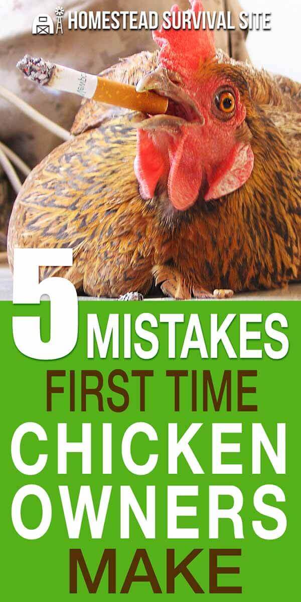 5 Mistakes First Time Chicken Owners Make
