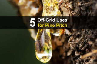 5 Off-Grid Uses for Pine Pitch