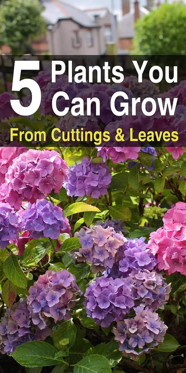 5 Plants You Can Grow From Cuttings & Leaves