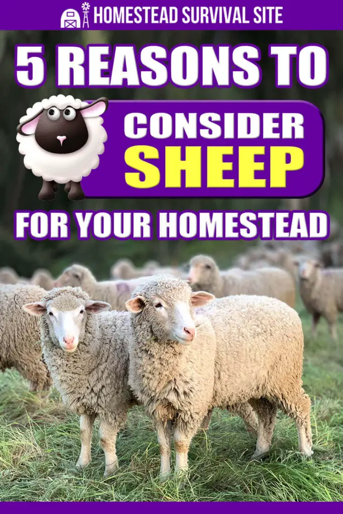 5 Reasons to Consider Sheep for Your Homestead
