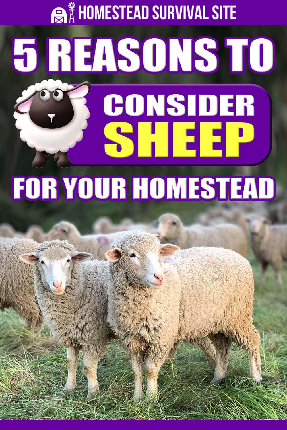 5 Reasons to Consider Sheep for Your Homestead