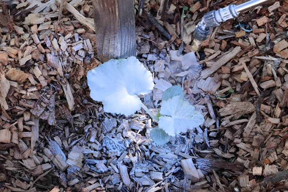 Spraying with Powder