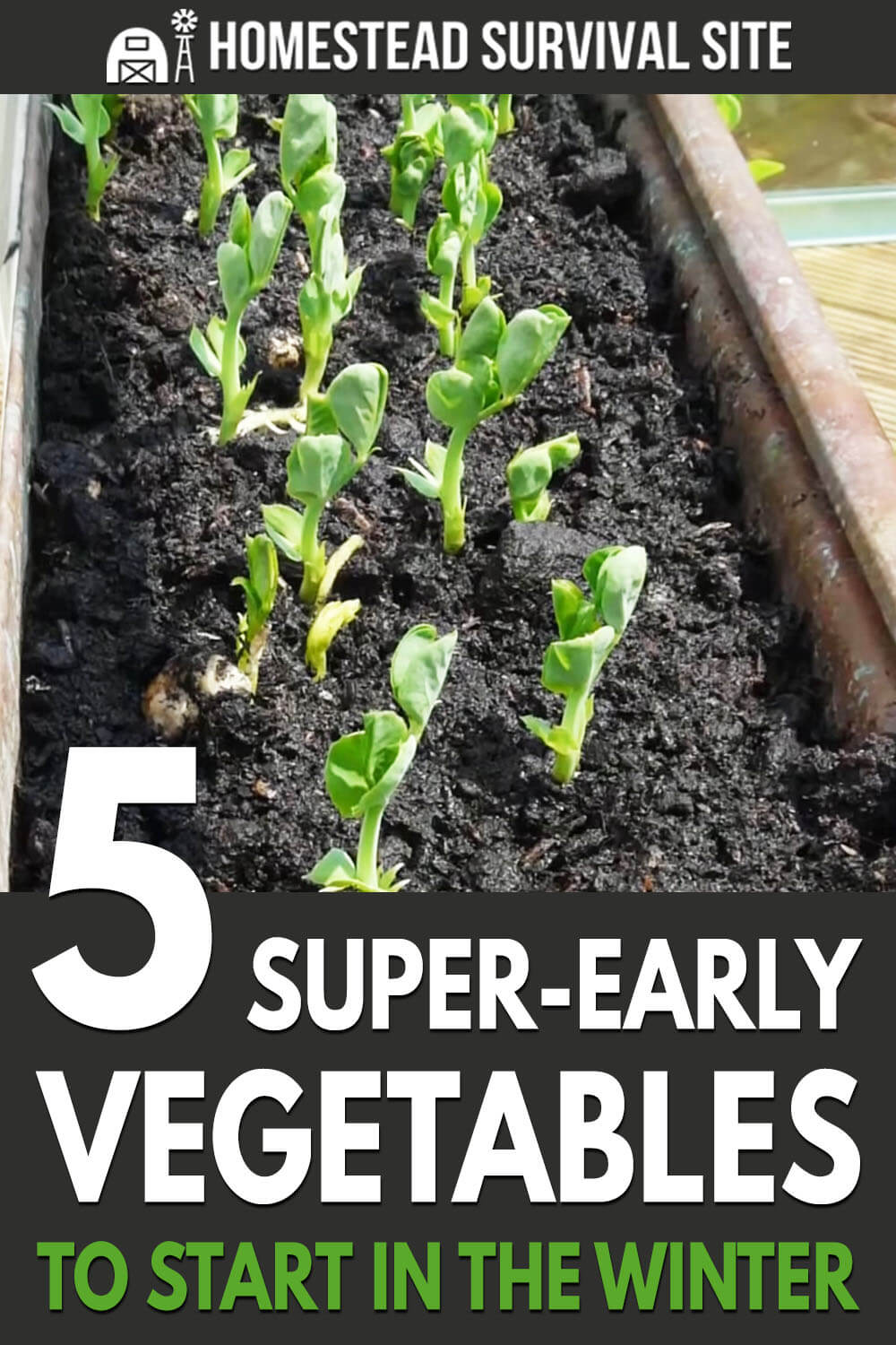 5 Super-Early Vegetables to Start in the Winter