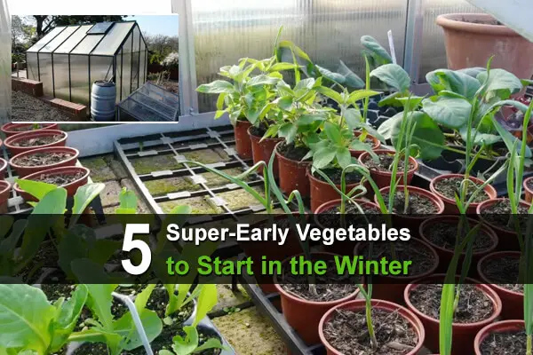 5 Super-Early Vegetables to Start in the Winter