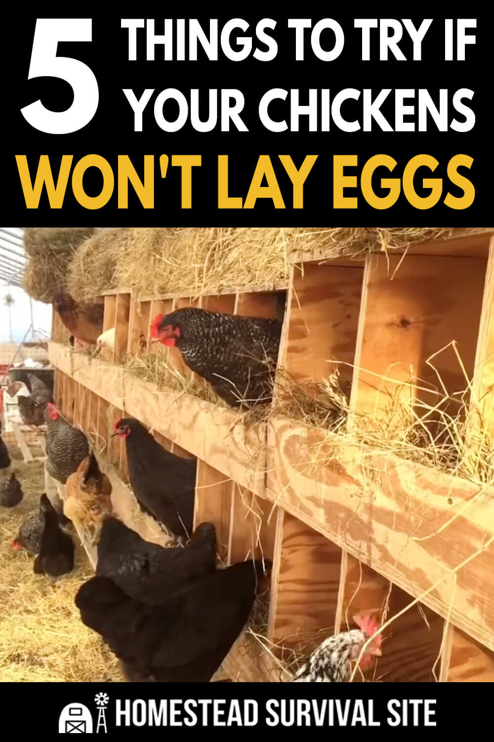 5 Things To Try If Your Chickens Won't Lay Eggs