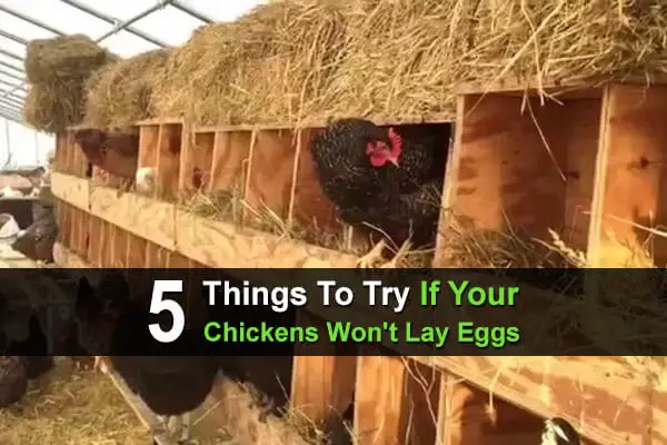 5 Things To Try If Your Chickens Won't Lay Eggs