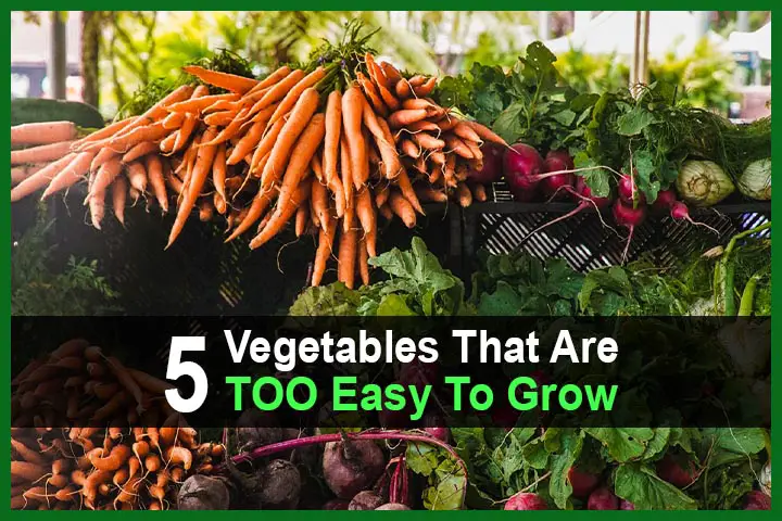 5 Vegetables That Are TOO Easy To Grow
