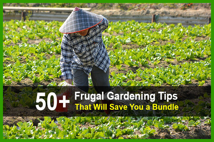 50+ Frugal Gardening Tips That Will Save You a Bundle