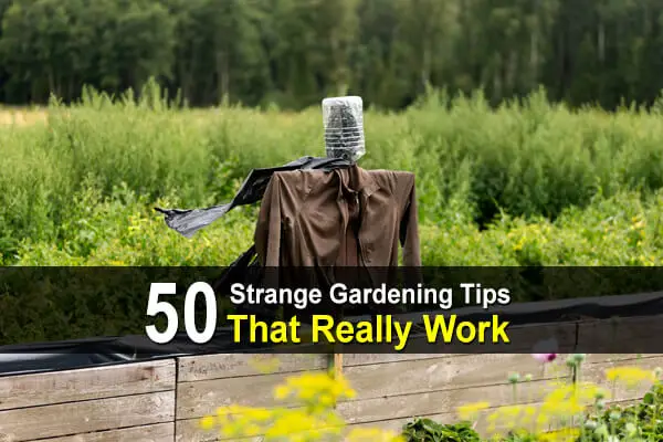 50+ Strange Gardening Tips That Really Work