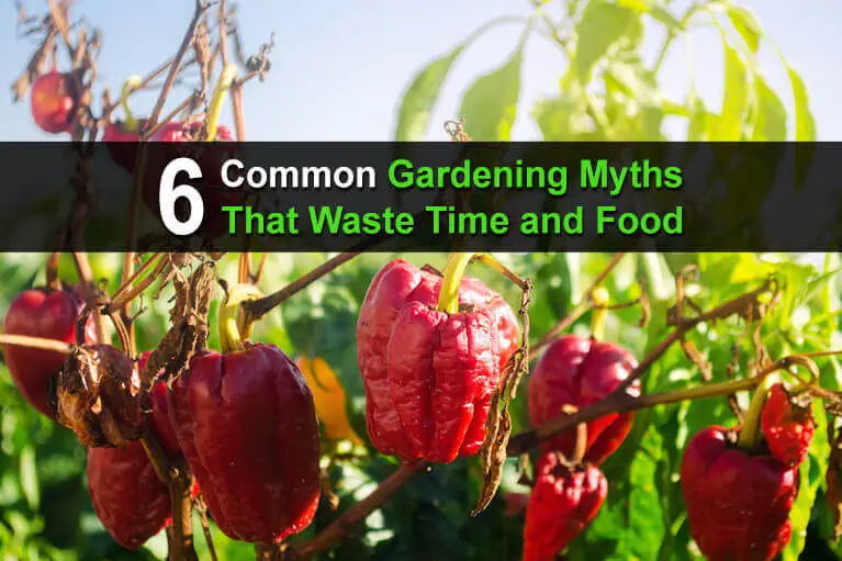 6 Common Gardening Myths That Waste Time And Food