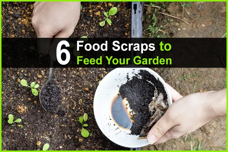 6 Food Scraps To Feed Your Garden