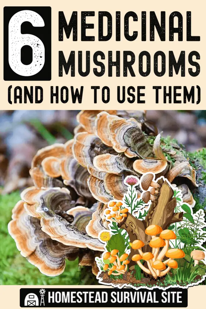 6 Medicinal Mushrooms (And How to Use Them)