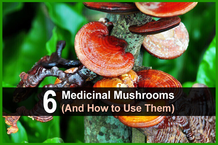 6 Medicinal Mushrooms (And How to Use Them)