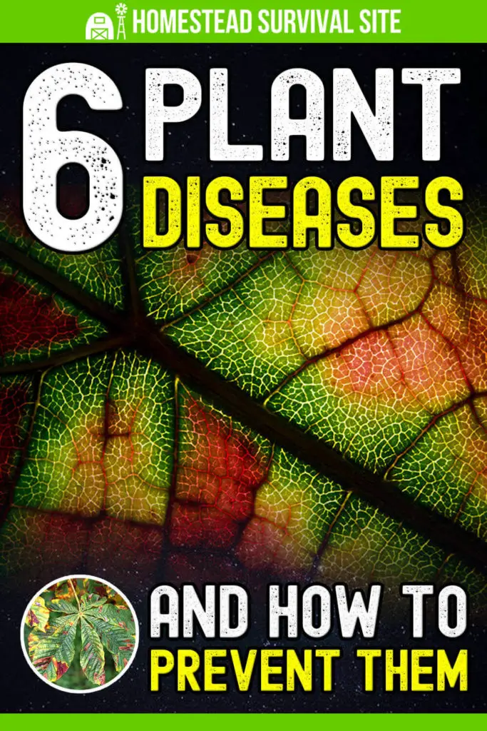 6 Plant Diseases and How to Prevent Them