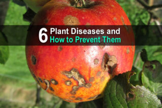 6 Plant Diseases and How to Prevent Them