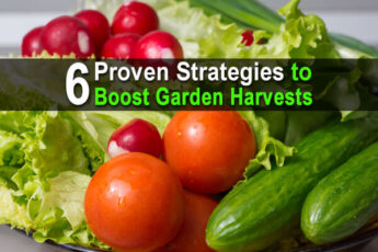 6 Proven Strategies to Boost Garden Harvests