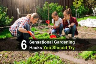 6 Sensational Gardening Hacks You Should Try