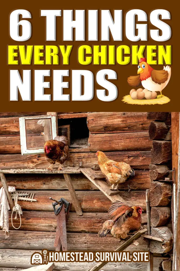 6 Things Every Chicken Needs