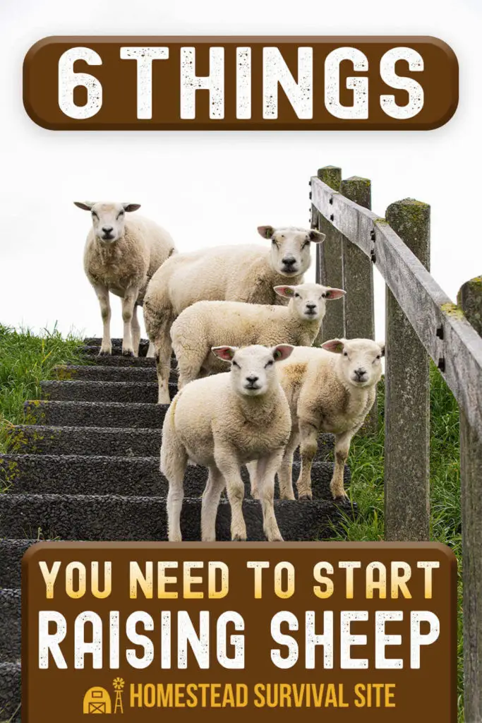 6 Things You Need to Start Raising Sheep