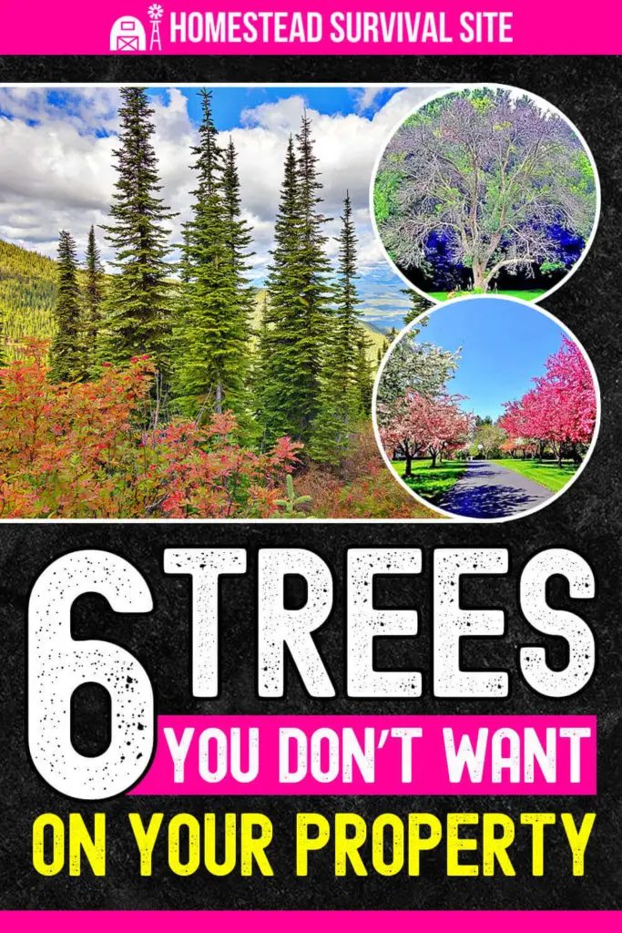 6 Trees You DON'T Want On Your Property