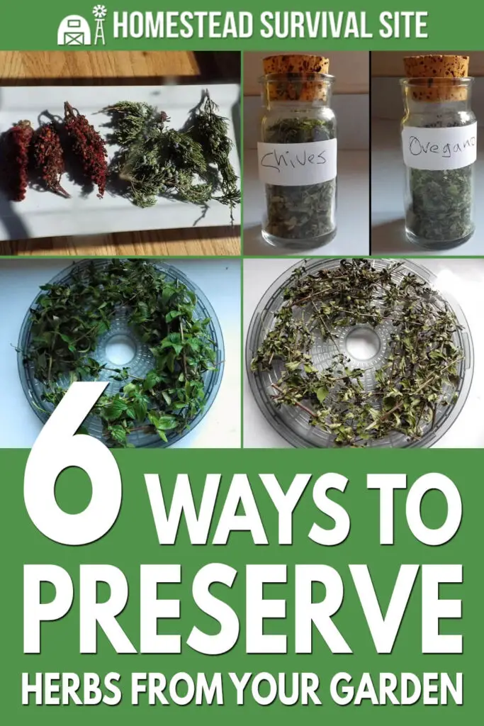 6 Ways To Preserve Herbs From Your Garden