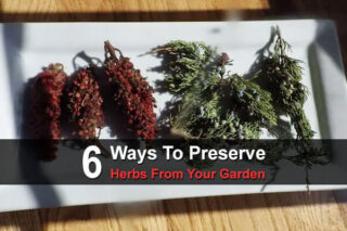 6 Ways To Preserve Herbs From Your Garden