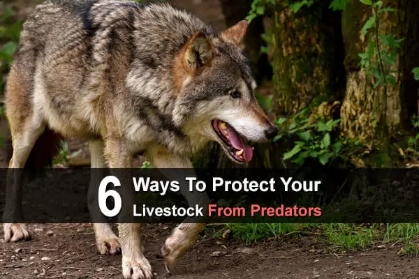 6 Ways to Protect Your Livestock from Predators