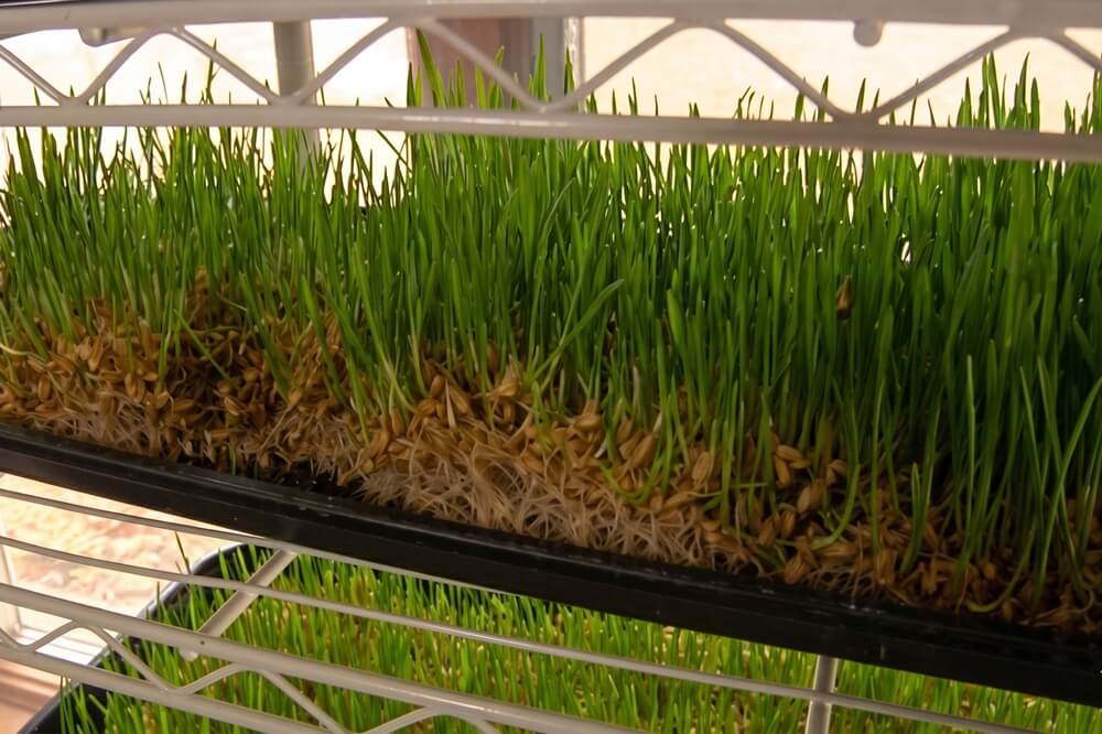 Wheatgrass Ready