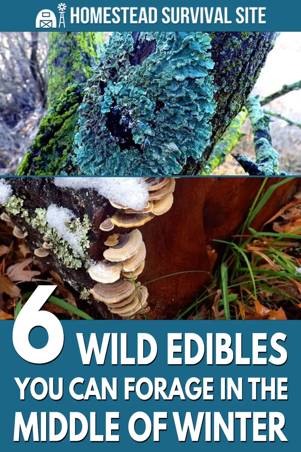 6 Wild Edibles You Can Forage In The Middle Of Winter