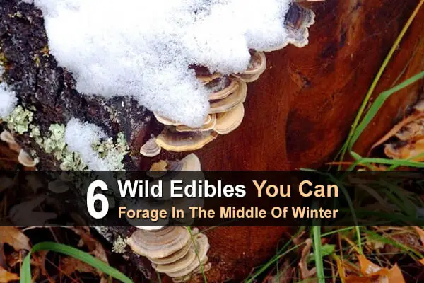 6 Wild Edibles You Can Forage In The Middle Of Winter