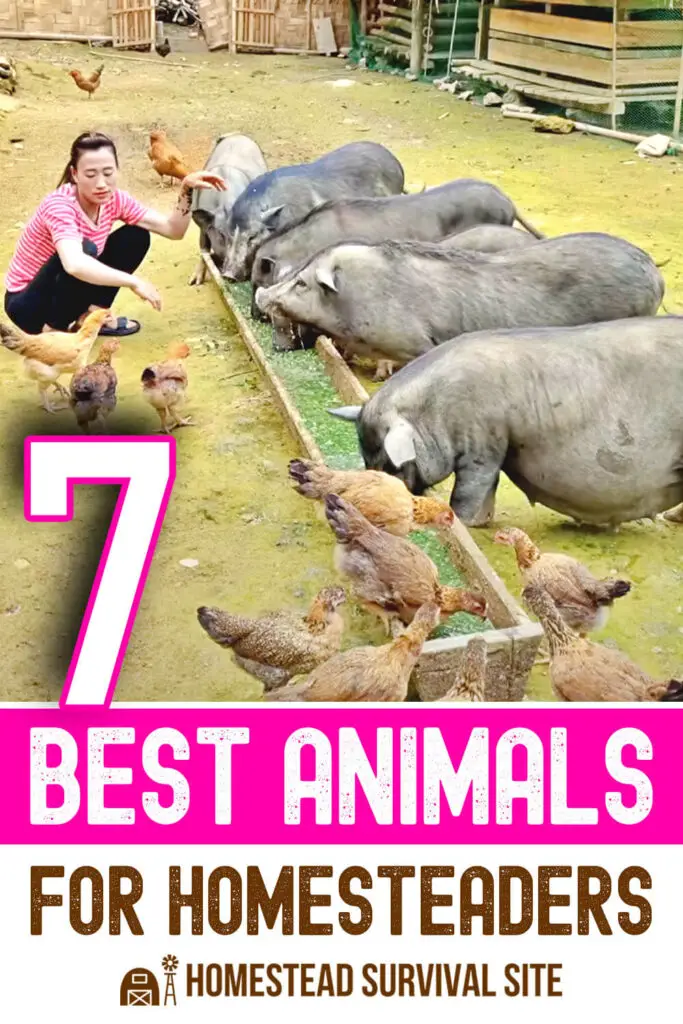 7 Best Animals for Homesteaders