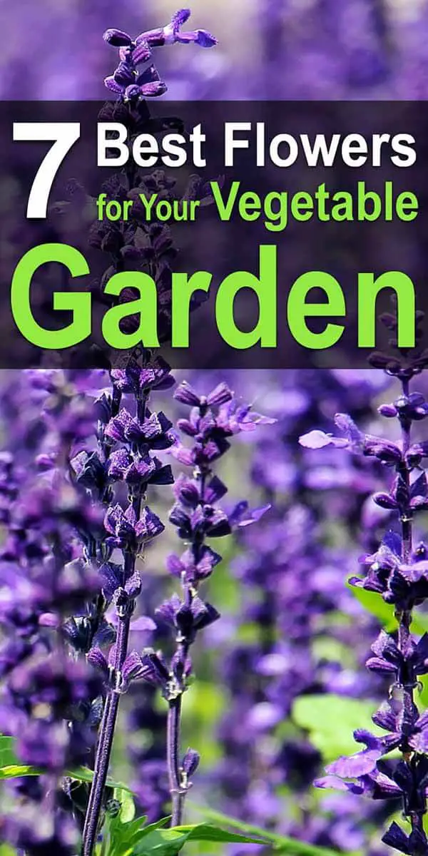 7 Best Flowers for Your Vegetable Garden