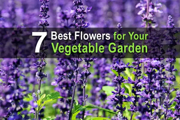7 Best Flowers for Your Vegetable Garden