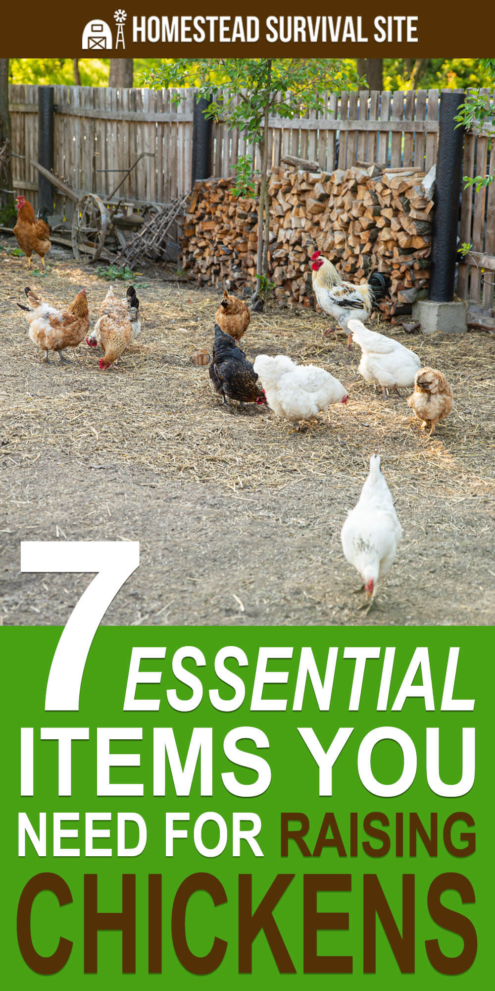 7 Essential Items You Need For Raising Chickens