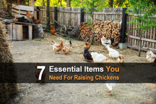 7 Essential Items You Need For Raising Chickens