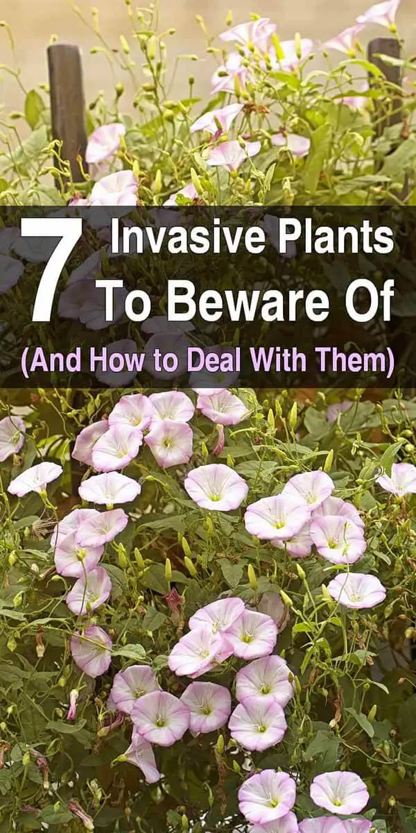 7 Invasive Plants to Beware Of (and How to Deal With Them)