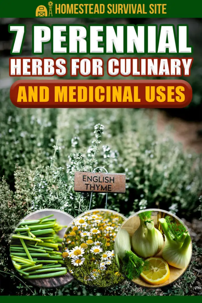 7 Perennial Herbs for Culinary and Medicinal Uses