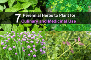 7 Perennial Herbs to Plant for Culinary and Medicinal Use