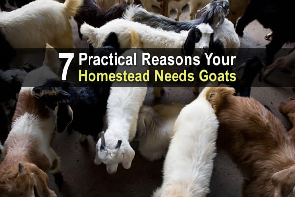 7 Practical Reasons Your Homestead Needs Goats